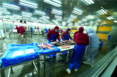 从金枪鱼加工车间到国际贸易 一条鱼的世界之旅